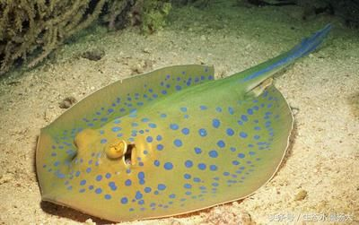 魟魚 尾巴：魟魚尾巴上有毒的刺，游客在海灘戲水時(shí)發(fā)現(xiàn)不遠(yuǎn)處有一群魟魚 魟魚 尾巴：魟魚尾巴上有毒的刺，游客在海灘戲水時(shí)發(fā)現(xiàn)不遠(yuǎn)處有一群魟魚 魟魚百科 第3張