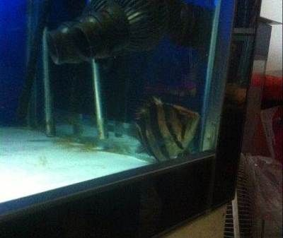 太原龍魚vs祥龍魚場（太原市購買龍魚的價格比其他地區稍微貴一些，祥龍魚場可能是更好的選擇）
