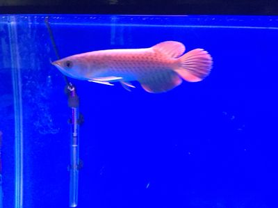 太原龍魚vs祥龍魚場（太原市購買龍魚的價格比其他地區稍微貴一些，祥龍魚場可能是更好的選擇）
