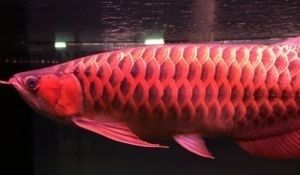太原龍魚vs祥龍魚場（太原市購買龍魚的價格比其他地區稍微貴一些，祥龍魚場可能是更好的選擇）