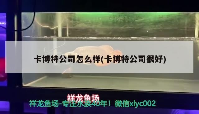卡博特公司怎么樣(卡博特公司很好)