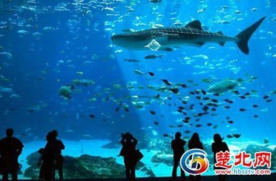 隨州水族館vs祥龍魚場（探討隨州水族館與祥龍魚場之間的差異之前我們需要明確兩者的基本信息和特點）