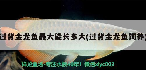 過背金龍魚最大能長多大(過背金龍魚飼養)
