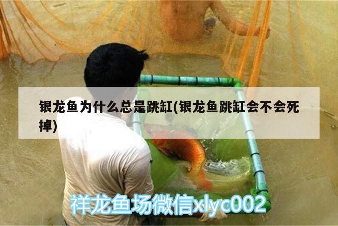 銀龍魚為什么總是跳缸(銀龍魚跳缸會不會死掉) 銀龍魚為什么總是跳缸(銀龍魚跳缸會不會死掉) 銀龍魚百科
