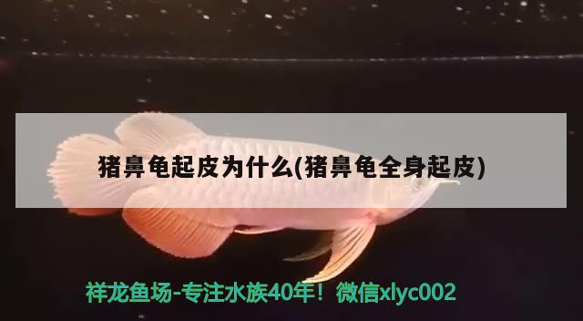 豬鼻龜起皮為什么(豬鼻龜全身起皮)