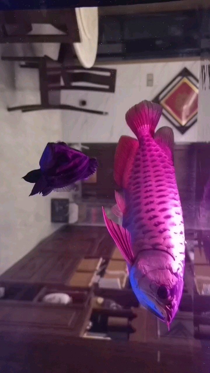 龍虎配 龍虎配 龍魚論壇