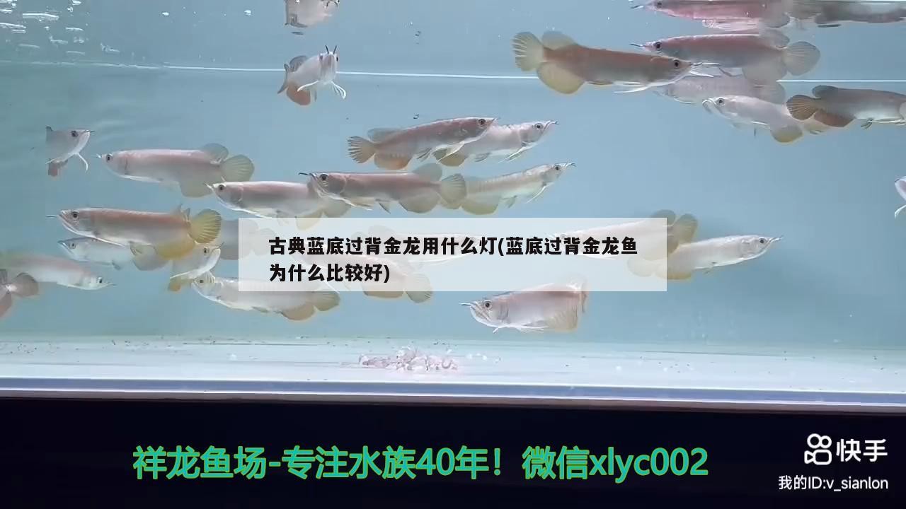 古典藍底過背金龍用什么燈(藍底過背金龍魚為什么比較好) 古典藍底過背金龍用什么燈(藍底過背金龍魚為什么比較好) 金龍魚百科