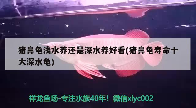 豬鼻龜淺水養(yǎng)還是深水養(yǎng)好看(豬鼻龜壽命十大深水龜)