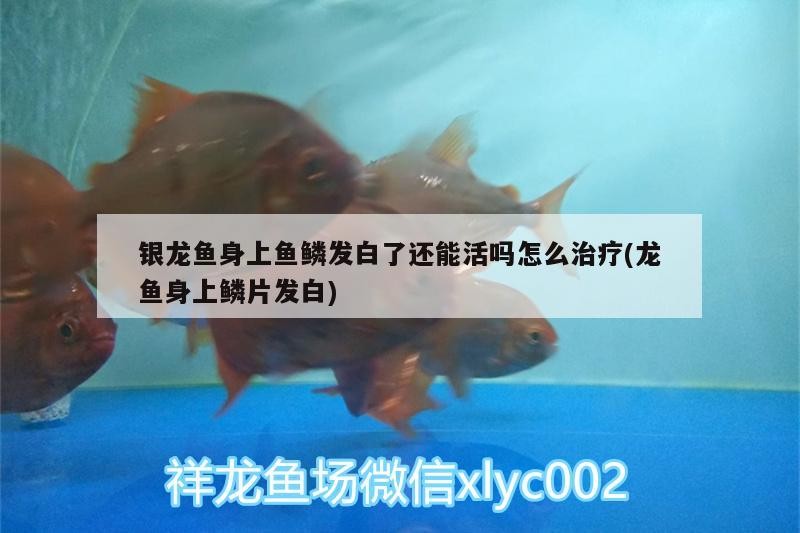銀龍魚身上魚鱗發白了還能活嗎怎么治療(龍魚身上鱗片發白)