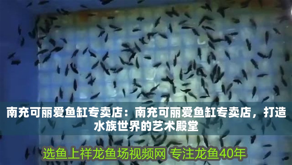 南充可麗愛魚缸專賣店：南充可麗愛魚缸專賣店，打造水族世界的藝術(shù)殿堂