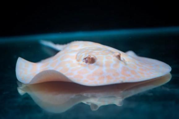 真紅眼白子魟魚：真紅眼白子魟魚是一種什么樣的魚？