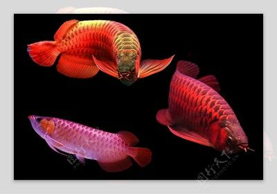 紅龍魚編號查詢：如何查詢紅龍魚編號 紅龍魚編號查詢：如何查詢紅龍魚編號 紅龍魚百科 第2張