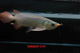 紅龍魚編號查詢：如何查詢紅龍魚編號 紅龍魚編號查詢：如何查詢紅龍魚編號 紅龍魚百科 第4張