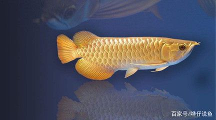 紅龍魚編號查詢：如何查詢紅龍魚編號 紅龍魚編號查詢：如何查詢紅龍魚編號 紅龍魚百科 第5張