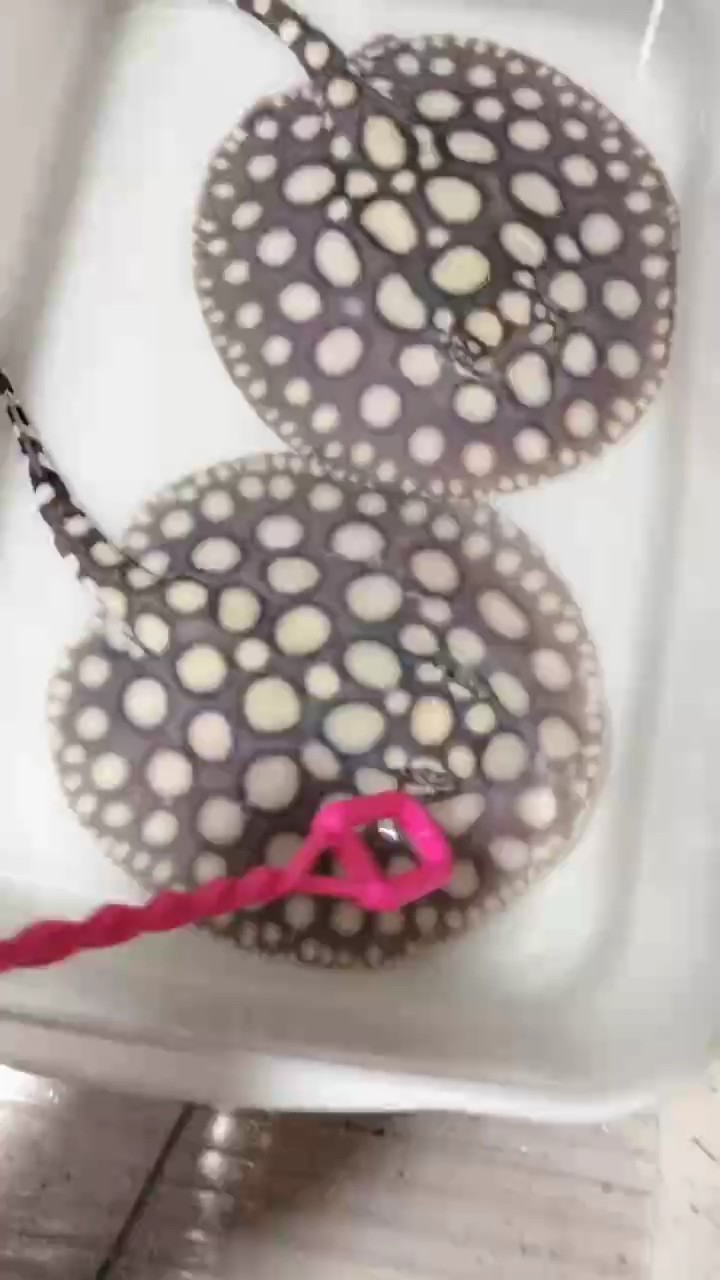 滿盤湯圓大白點(diǎn)