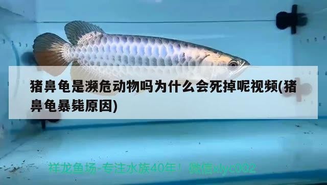 豬鼻龜是瀕危動(dòng)物嗎為什么會(huì)死掉呢視頻(豬鼻龜暴斃原因)