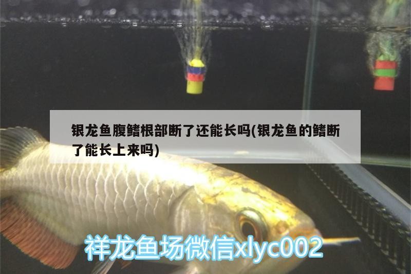 銀龍魚腹鰭根部斷了還能長嗎(銀龍魚的鰭斷了能長上來嗎) 銀龍魚腹鰭根部斷了還能長嗎(銀龍魚的鰭斷了能長上來嗎) 銀龍魚百科