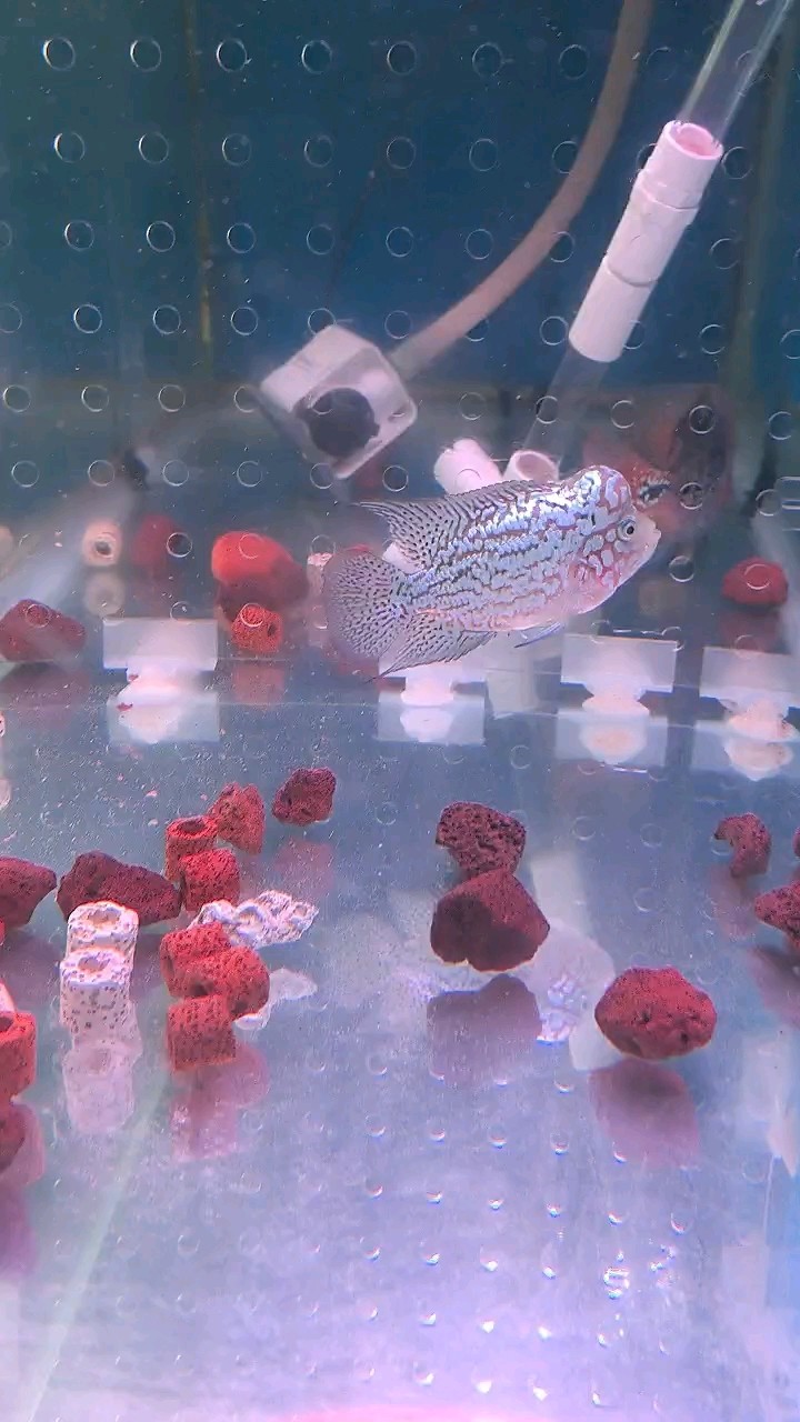 又大了 又大了 龍魚論壇