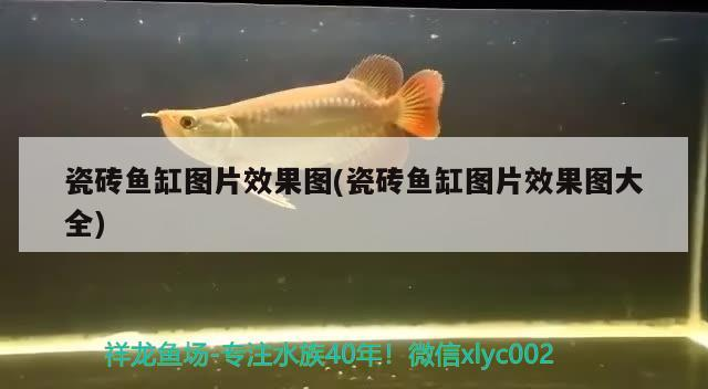 瓷磚魚缸圖片效果圖(瓷磚魚缸圖片效果圖大全)