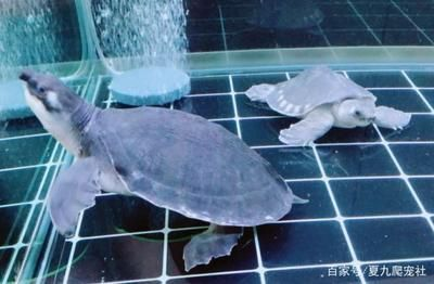 豬鼻龜水溫15度會死嗎：巴西龜水溫多少度最合適 豬鼻龜水溫15度會死嗎：巴西龜水溫多少度最合適 豬鼻龜百科 第5張