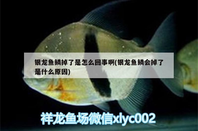銀龍魚鱗掉了是怎么回事啊(銀龍魚鱗會掉了是什么原因)