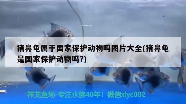 豬鼻龜屬于國家保護動物嗎圖片大全(豬鼻龜是國家保護動物嗎?)