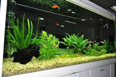 徹底清洗魚缸水垢的方法：如何清洗魚缸水垢？
