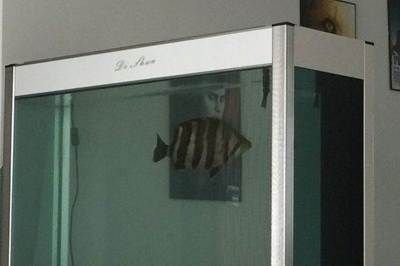 綿陽龍魚vs祥龍魚場（探討綿陽龍魚與祥龍魚場之間的差異）