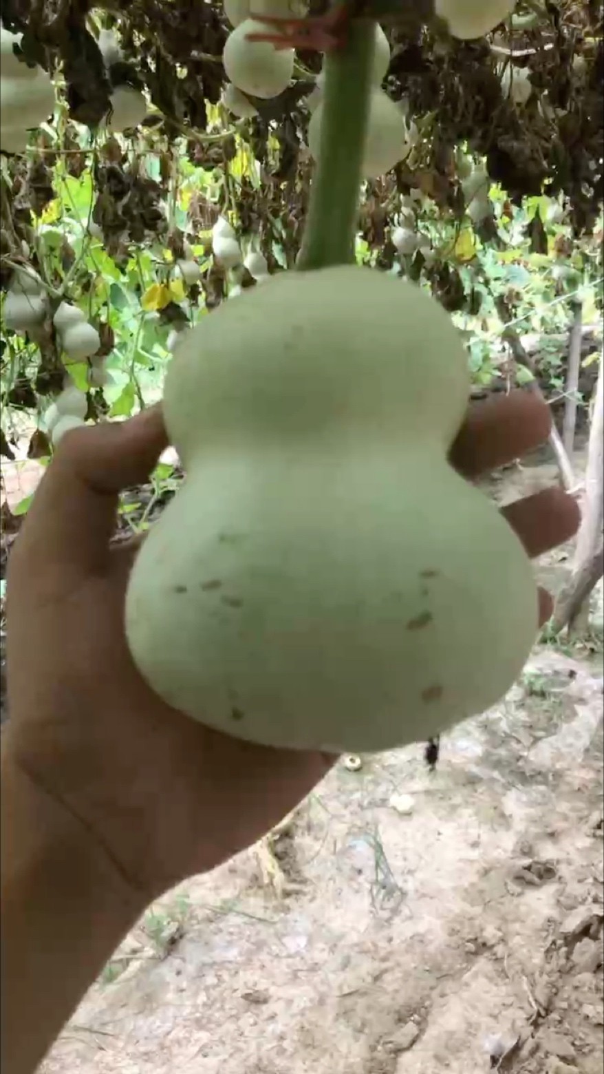 青皮雙臍