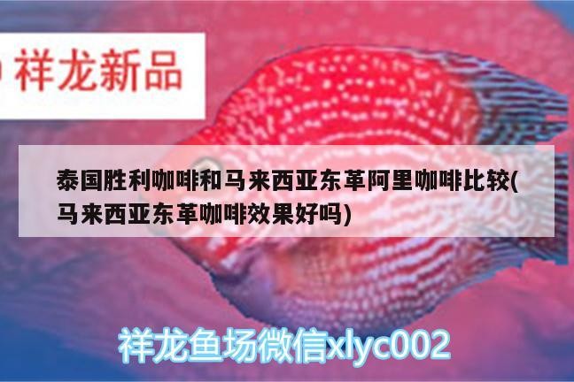泰國勝利咖啡和馬來西亞東革阿里咖啡比較(馬來西亞東革咖啡效果好嗎)