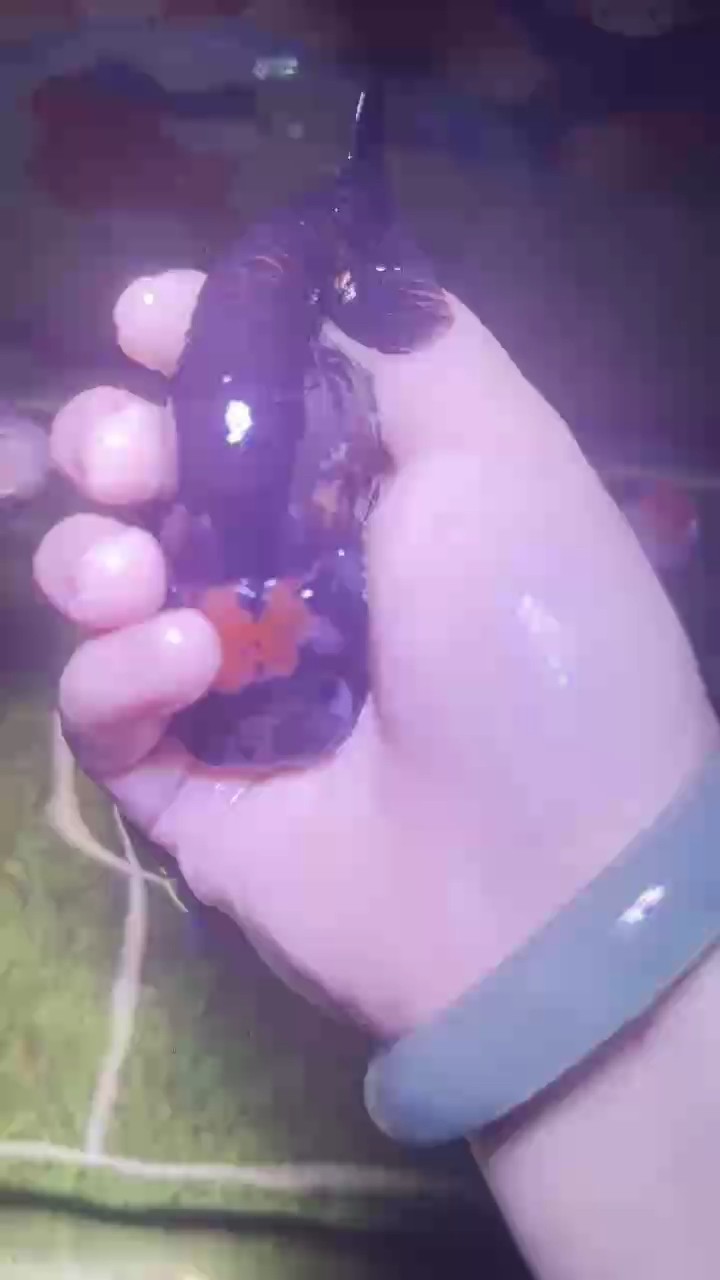 蘭壽金魚正單頂重墨