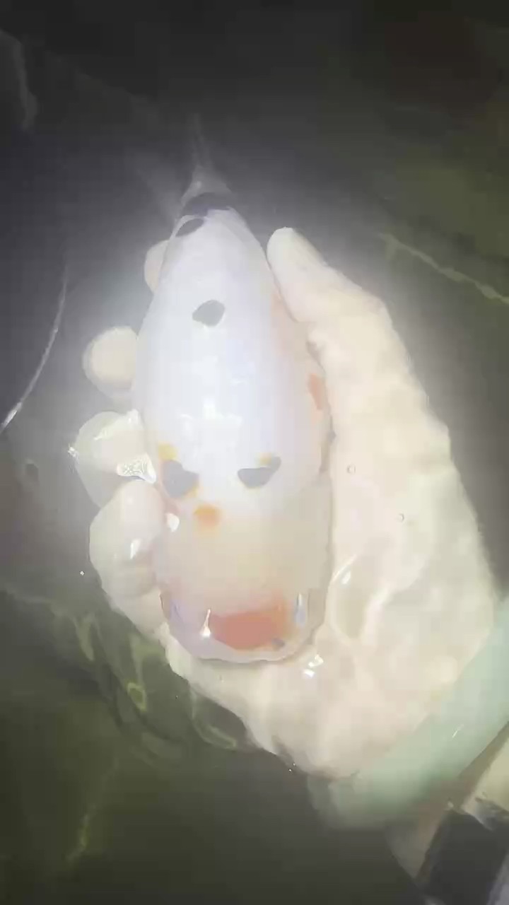 蘭壽金魚單頂奶花 蘭壽金魚單頂奶花 龍魚論壇