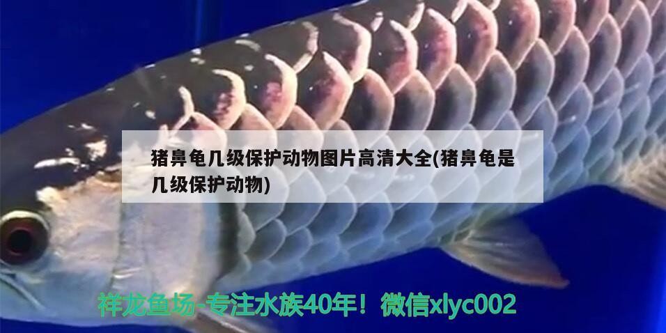 豬鼻龜幾級保護動物圖片高清大全(豬鼻龜是幾級保護動物)