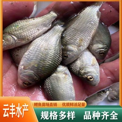 廣州觀賞魚養殖基地有哪些公司在建（廣州觀賞魚養殖基地哪些公司在建）