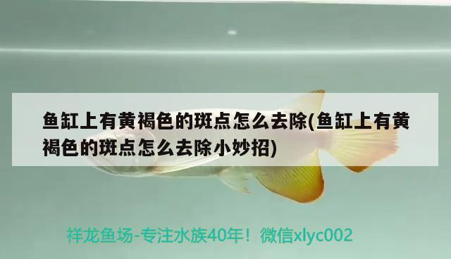 魚缸上有黃褐色的斑點怎么去除(魚缸上有黃褐色的斑點怎么去除小妙招)