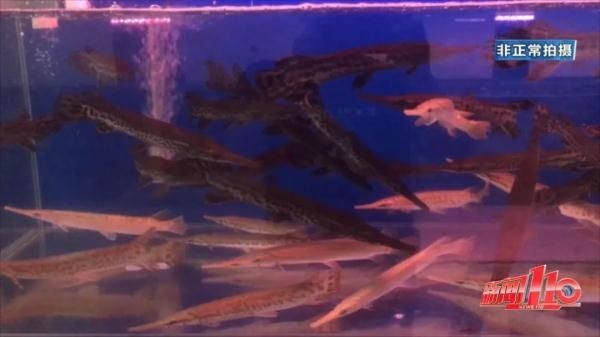 大魚缸觀賞魚怎么養殖：養觀賞魚的注意事項