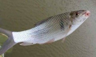 魟魚怕癢：[需手動填充]魚為什么會怕癢？ 魟魚怕癢：[需手動填充]魚為什么會怕癢？ 魟魚百科 第2張