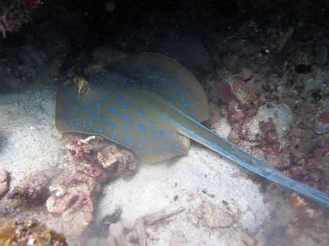 魟魚怕癢：[需手動填充]魚為什么會怕癢？ 魟魚怕癢：[需手動填充]魚為什么會怕癢？ 魟魚百科 第3張
