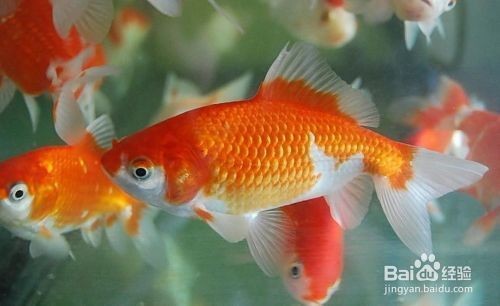金龍魚換水操作步驟：如何判斷金龍魚健康狀態