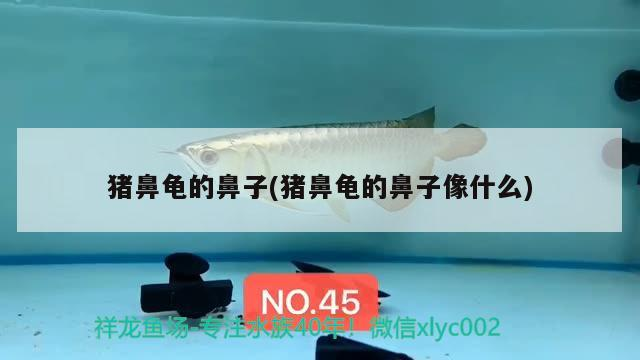 豬鼻龜的鼻子(豬鼻龜的鼻子像什么)