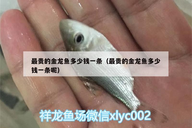 最貴的金龍魚(yú)多少錢(qián)一條（最貴的金龍魚(yú)多少錢(qián)一條呢）