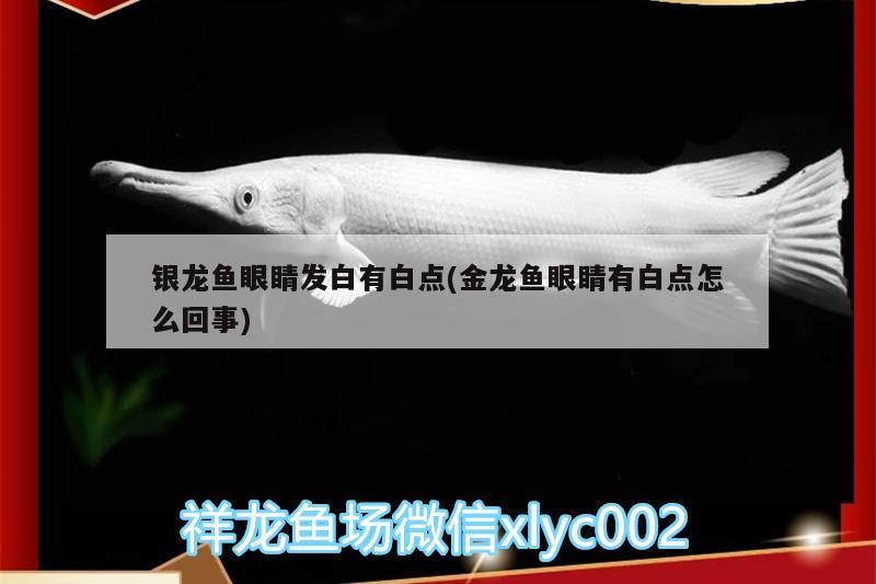 銀龍魚眼睛發白有白點(金龍魚眼睛有白點怎么回事)