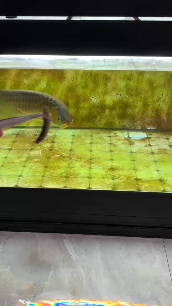 天天吃也這么餓嗎 天天吃也這么餓嗎 龍魚(yú)論壇