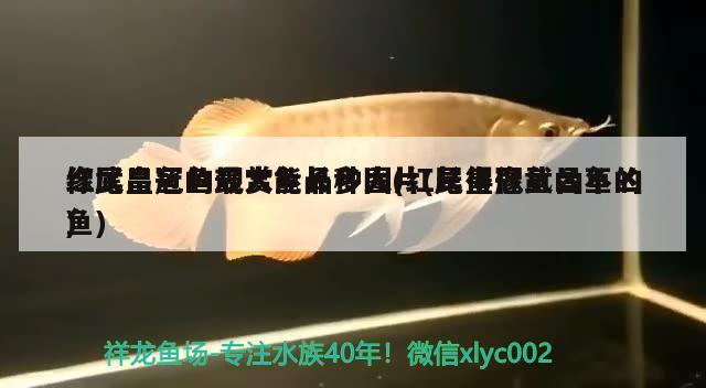 像武昌魚(yú)的觀賞魚(yú)品種圖片(長(zhǎng)得像武昌魚(yú)的魚(yú))