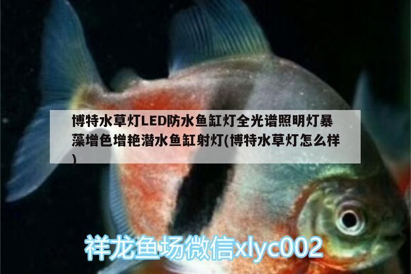 博特水草燈LED防水魚缸燈全光譜照明燈暴藻增色增艷潛水魚缸射燈(博特水草燈怎么樣)