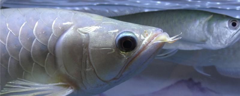 銀龍魚沉底不游怎么回事怎么解決 銀龍魚沉底不游怎么回事怎么解決 iwish愛唯希品牌魚缸