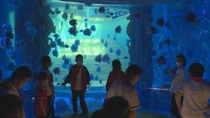 東營水族館vs祥龍魚場（東營水族館與祥龍魚場之間的差異之前需要明確兩者的主要業(yè)務和特點）