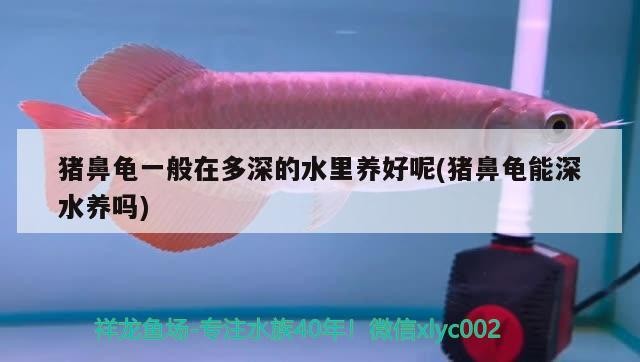 魚缸用增氧泵價格是多少:魚缸增氧機-xtrac增氧機-xtrac增氧機 豬鼻龜一般在多深的水里養好呢(豬鼻龜能深水養嗎) 豬鼻龜百科 豬鼻龜一般在多深的水里養好呢(豬鼻龜能深水養嗎) 豬鼻龜一般在多深的水里養好呢(豬鼻龜能深水養嗎) 豬鼻龜百科