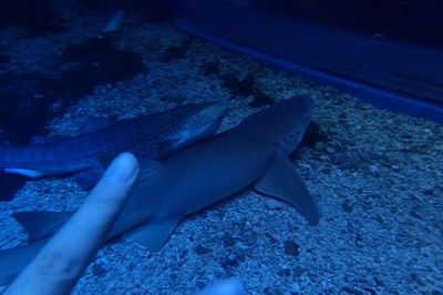 大同水族館vs祥龍魚場（大同水族館與祥龍魚場在業(yè)務(wù)范圍、專業(yè)領(lǐng)域和市場定位差異）