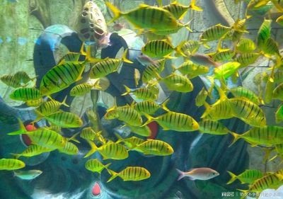 大同水族館vs祥龍魚場（大同水族館與祥龍魚場在業(yè)務(wù)范圍、專業(yè)領(lǐng)域和市場定位差異）